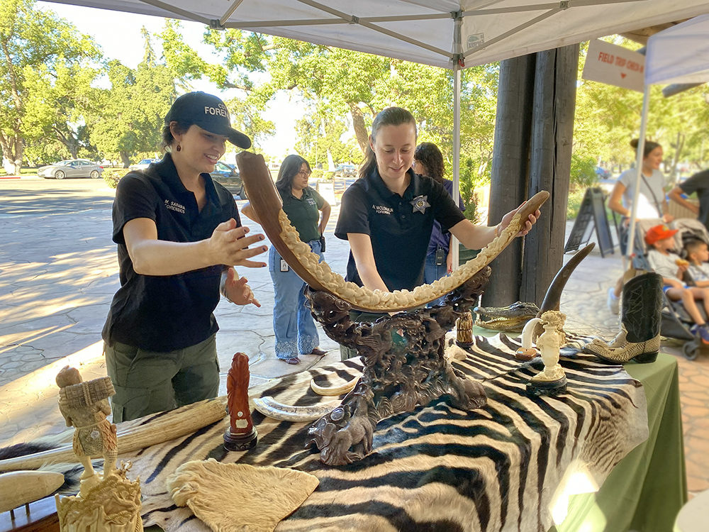 display of ivory and other trafficked wildlife parts. CDFW photo